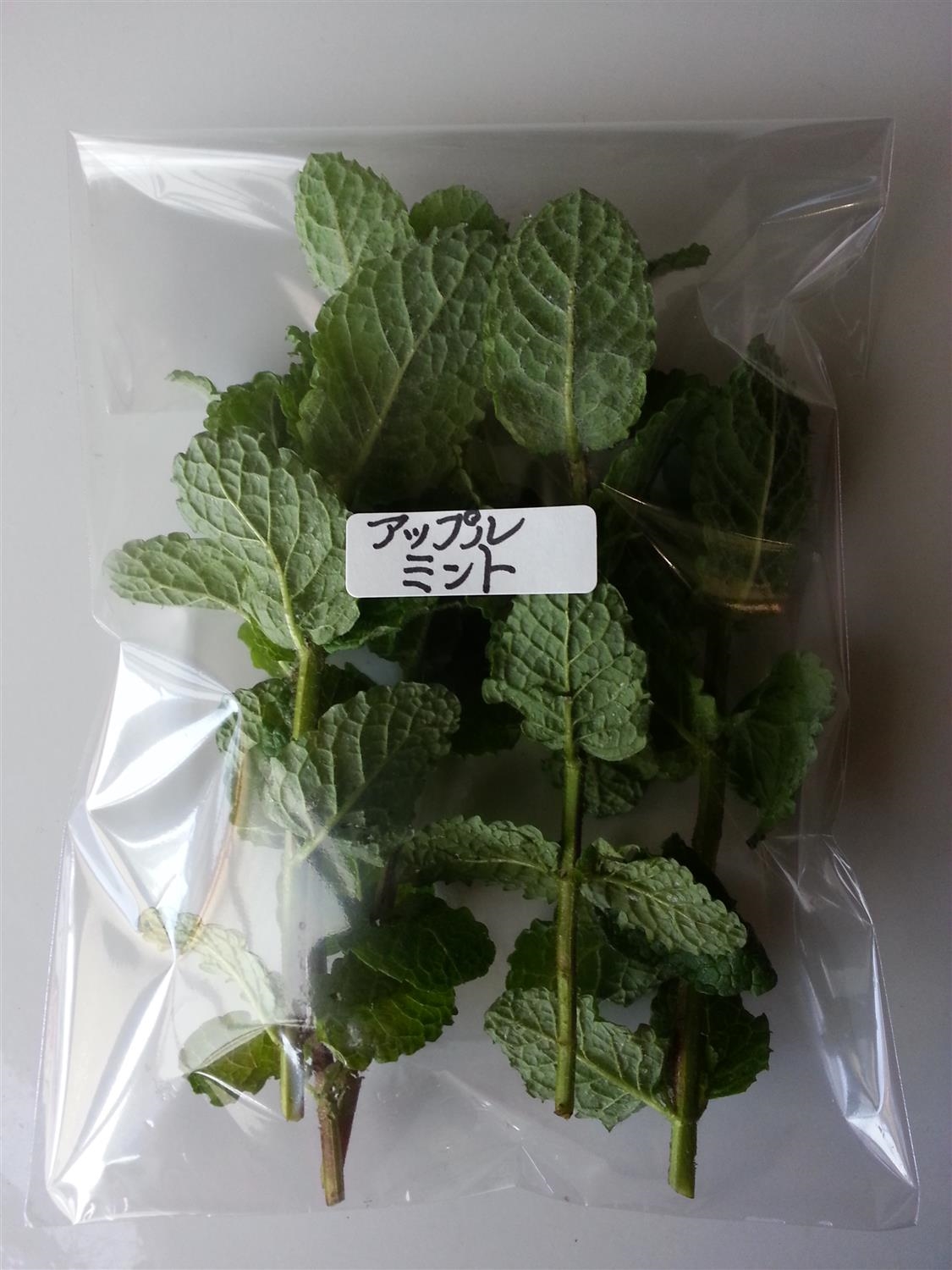 アップルミント