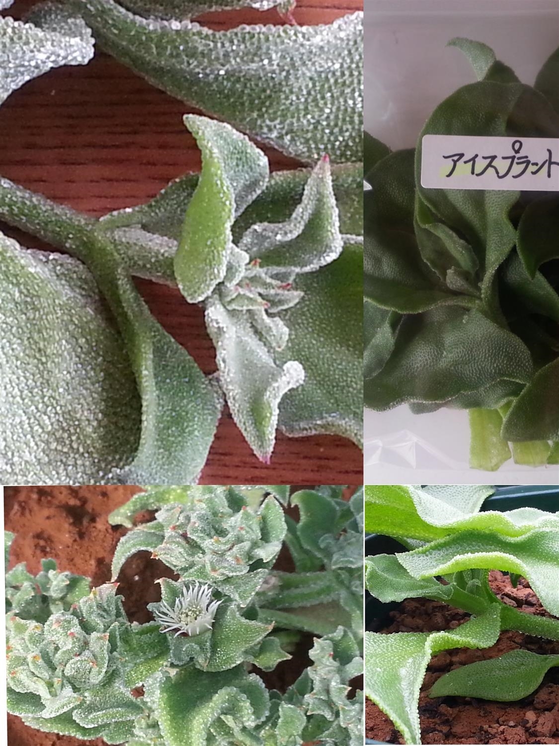 アイスプラント